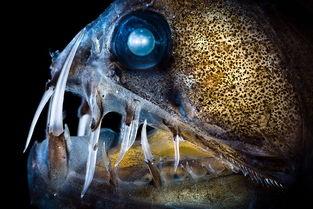 加州怪物,揭秘神秘生物的神秘面纱