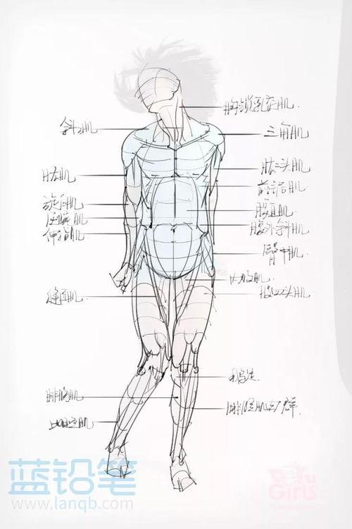 人体结构,人体结构奥秘探秘